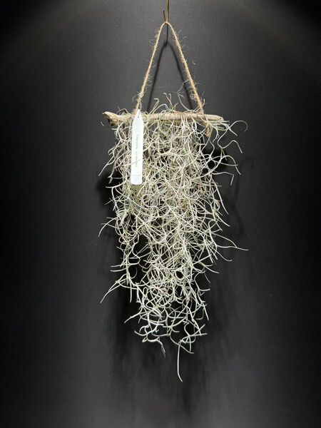 チランジア ウスネオイデス Tillandsia usneoides エアープランツ 太葉 スパニッシュモス エアプランツ