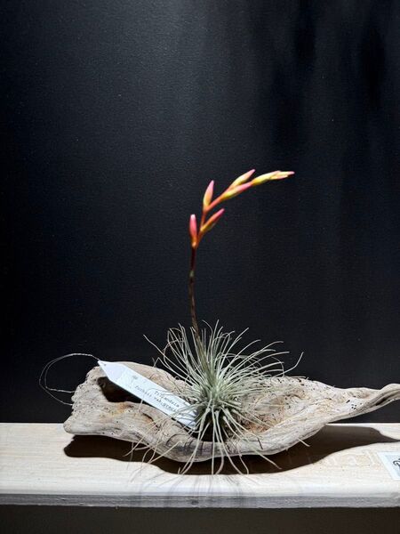 チランジア 観葉植物 部屋 オシャレ ブリックリン 東京 インテリア 暮らし Tillandsia ティランジア