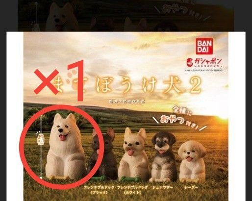 ★未開封★まてぼうけ犬2★サモエド★a