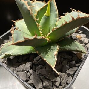 アガベ チタノタ 烈炎