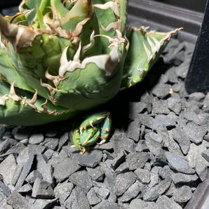 アガベ チタノタ ゴジラ 子株