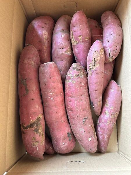 茨城県産 さつまいも べにはるか 5kg