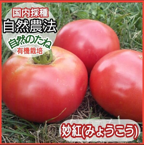 妙紅 みょうこう トマト 大玉 トマトの種 種 タネ 野菜の種 ナスの種 自然農法 国内採種 有機栽培 家庭菜園 10粒