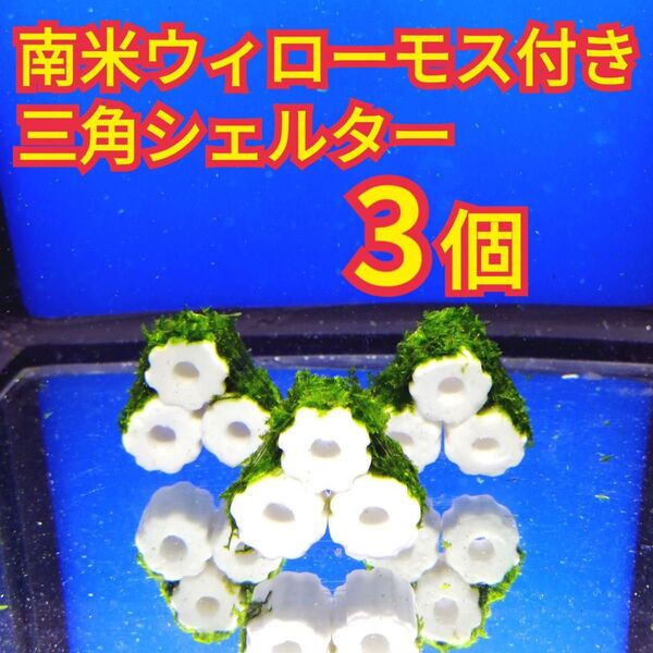 3個 南米ウィローモス 三角シェルター セット ミナミヌマエビ レッドビーシュリンプ 隠れ家 遊び場 ボトルアクアリウム 水草