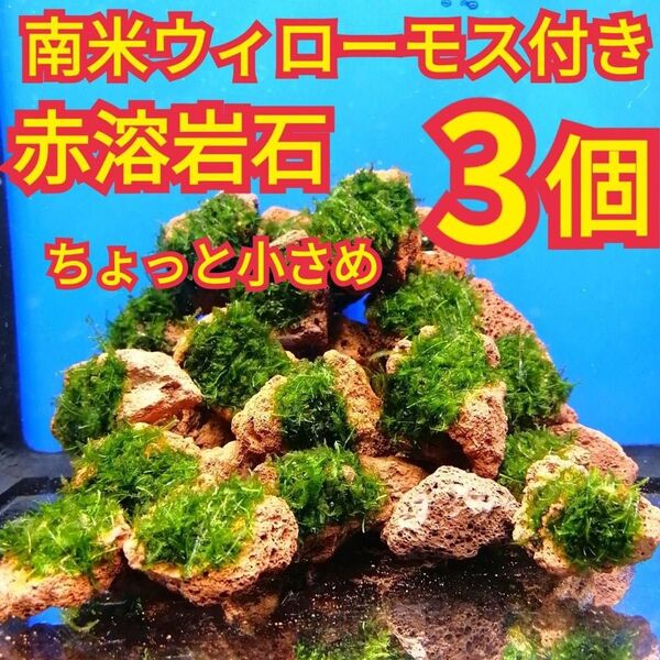 ちょっと小さめ 3個 南米ウィローモス 無農薬 赤 溶岩石 エビ 水草 グッピー 金魚 メダカ ベタ 水槽 レイアウト