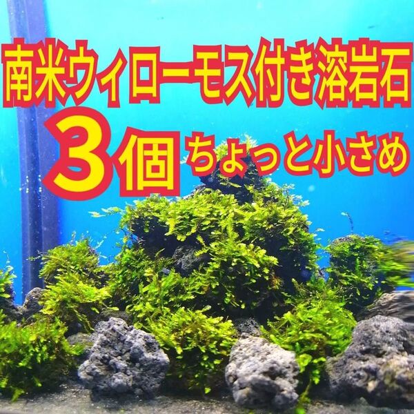 ちょっと小さめ 3個 南米ウィローモス 無農薬 黒 溶岩石 エビ 水草 グッピー 金魚 メダカ ベタ 水槽 レイアウト