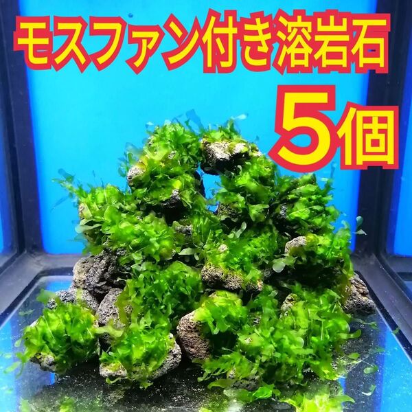 5個 モスファン ゼニゴケ 溶岩石 無農薬 ミナミヌマエビ レッドビーシュリンプ 水草 隠れ家 メダカ グッピー 水槽 レイアウト