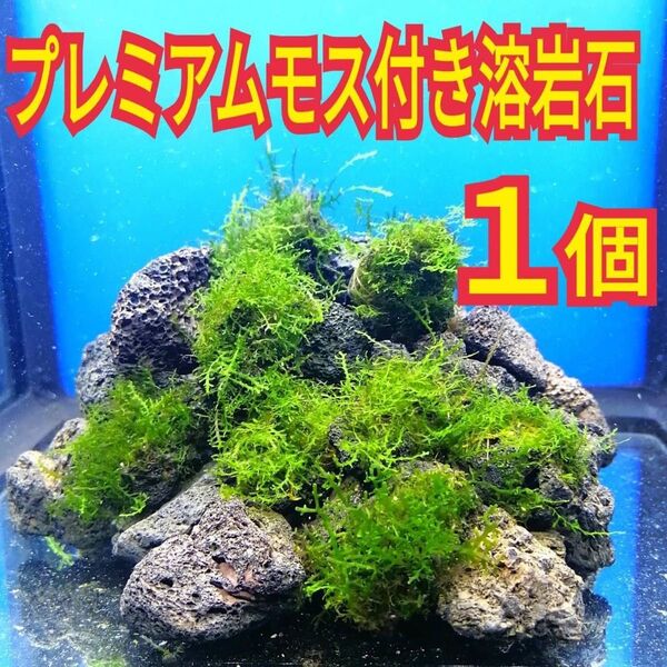 1個 プレミアムモス 溶岩石 無農薬 ミナミヌマエビ レッドビーシュリンプ 水草 メダカ グッピー ベタ 金魚 水槽 レイアウト