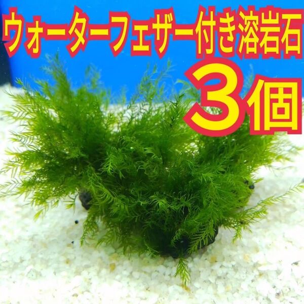 3個 ウォーターフェザー ホウオウゴケ 溶岩石 無農薬 ヌマエビ レッドビーシュリンプ 水草 メダカ グッピー 水槽 レイアウト