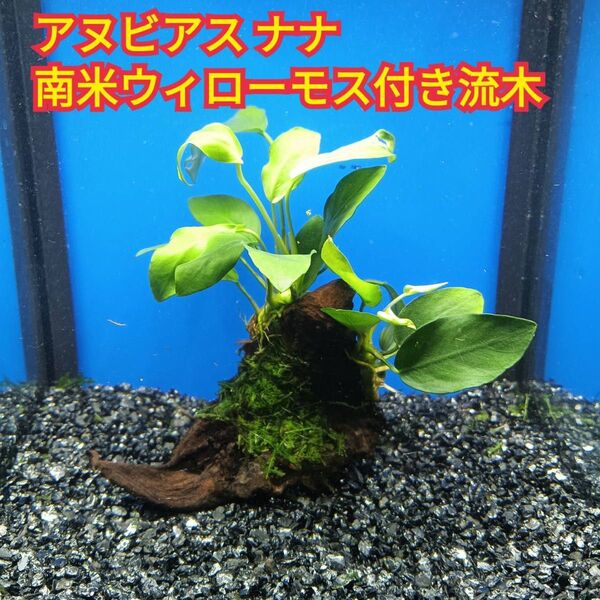 B アヌビアスナナ 南米ウィローモス アク抜き 流木 無農薬 エビ グッピー メダカ ベタ 金魚 水槽 レイアウト テラリウム