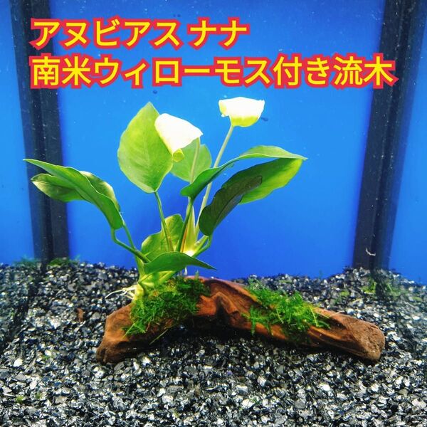 C アヌビアスナナ 南米ウィローモス アク抜き 流木 無農薬 エビ グッピー メダカ ベタ 金魚 水槽 レイアウト テラリウム