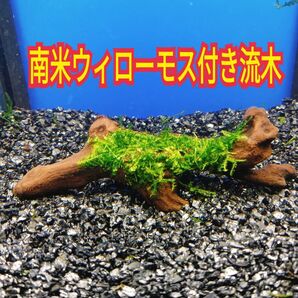 Q 南米ウィローモス アク抜き 流木 無農薬 エビ グッピー メダカ ベタ 金魚 水槽 レイアウト テラリウム コケリウム
