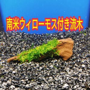 R 南米ウィローモス アク抜き 流木 無農薬 エビ グッピー メダカ ベタ 金魚 水槽 レイアウト テラリウム コケリウム