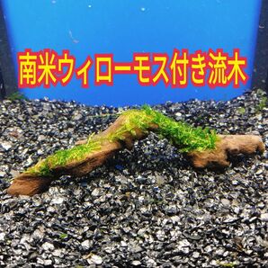T 南米ウィローモス アク抜き 流木 無農薬 エビ グッピー メダカ ベタ 金魚 水槽 レイアウト テラリウム コケリウム