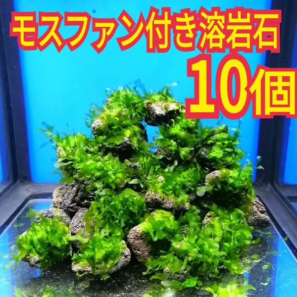 10個 モスファン ゼニゴケ 溶岩石 無農薬 ミナミヌマエビ シュリンプ 水草 隠れ家 メダカ グッピー 水槽 レイアウト