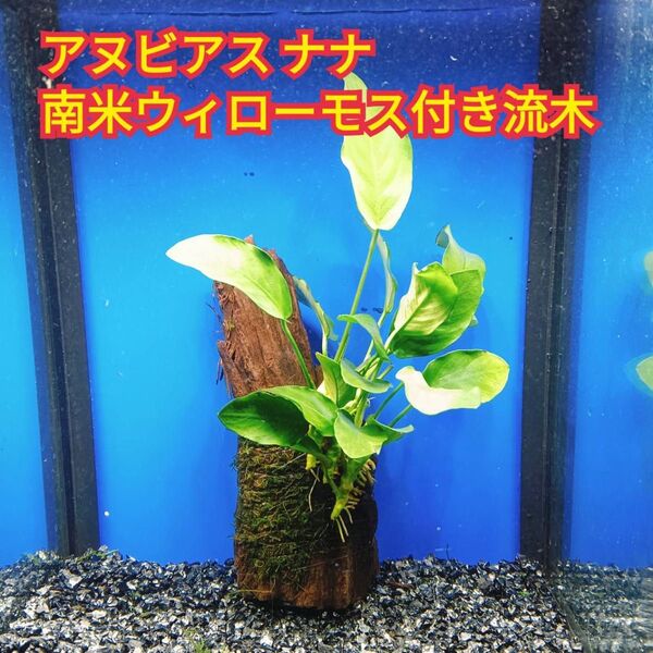 D アヌビアスナナ 南米ウィローモス アク抜き 流木 無農薬 エビ グッピー メダカ ベタ 金魚 水槽 レイアウト テラリウム