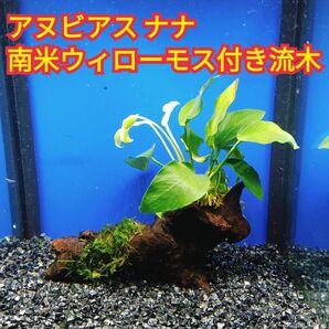E アヌビアスナナ 南米ウィローモス アク抜き 流木 無農薬 エビ グッピー メダカ ベタ 金魚 水槽 レイアウト テラリウム