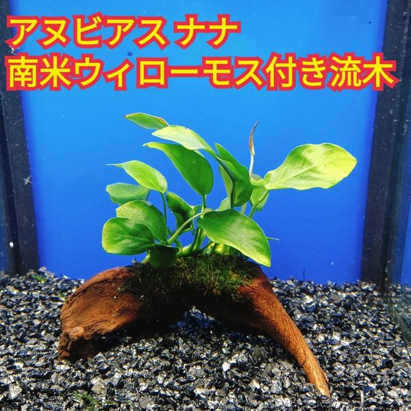 F アヌビアスナナ 南米ウィローモス アク抜き 流木 無農薬 エビ グッピー メダカ ベタ 金魚 水槽 レイアウト テラリウム