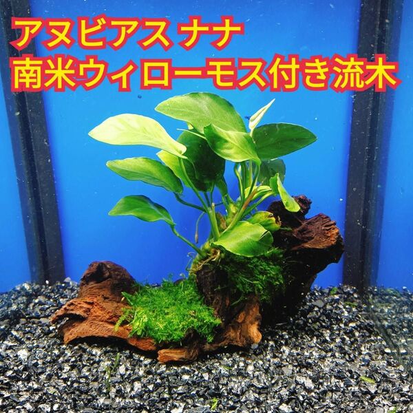 H アヌビアスナナ 南米ウィローモス アク抜き 流木 無農薬 エビ グッピー メダカ ベタ 金魚 水槽 レイアウト テラリウム