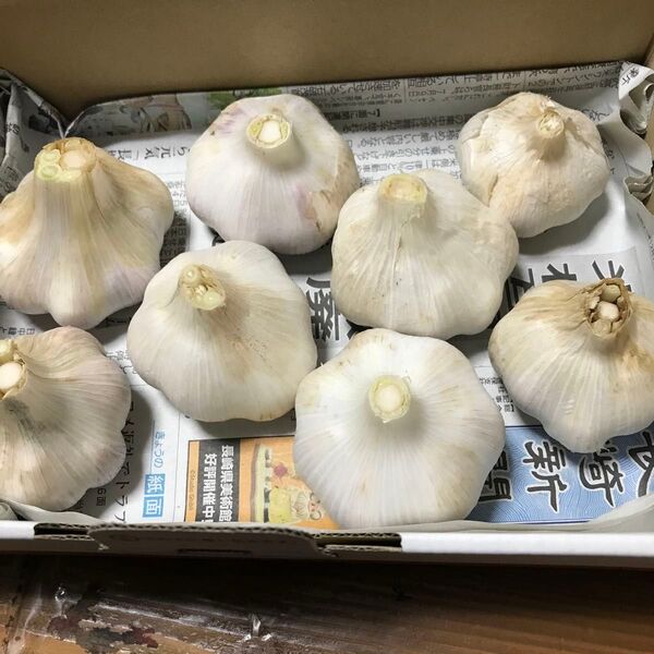 長崎県島原市産ニンニク 500g 栽培期間中は農薬不使用