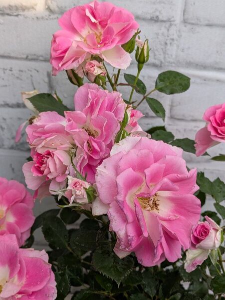 花カットしました! 花鉢 バラ 四季咲き レーゼンスベング