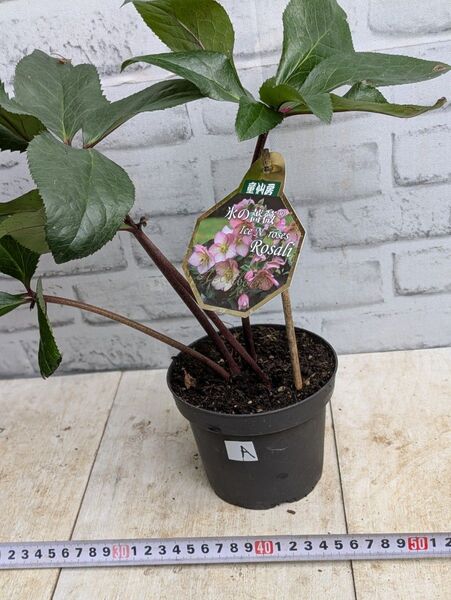 売り切り! 育成株!クリスマスローズ 氷の薔薇 ロザリー No.A