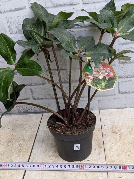 売り切り! 育成株!クリスマスローズ 氷の薔薇 カルロッタ No.A