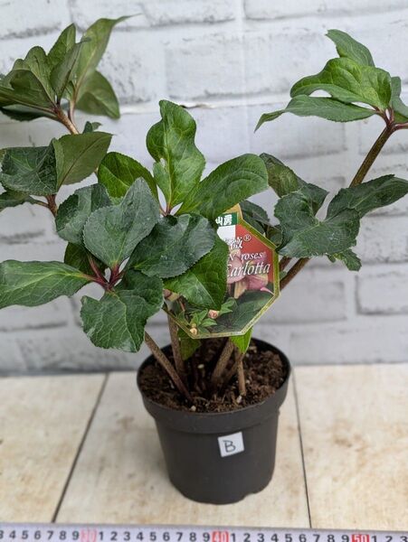売り切り! 育成株!クリスマスローズ 氷の薔薇 カルロッタ ロザリー 2鉢セット No.B