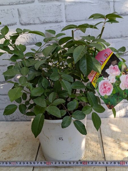 売り切り! 育成株!接ぎ木苗 ばら 粉粧楼 No.5