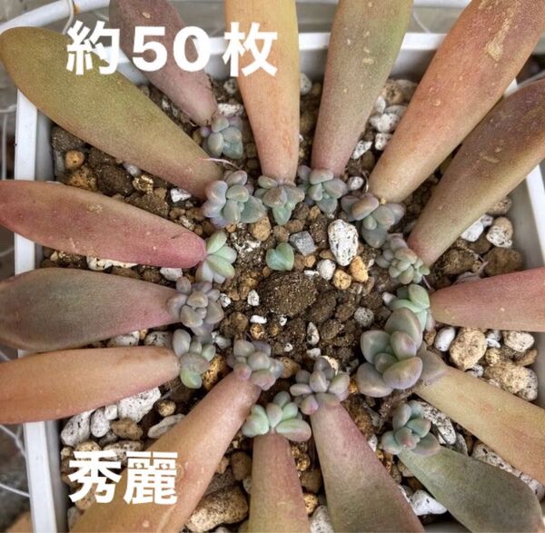多肉植物 秀麗 秋麗 葉挿し 発芽済み 約50枚
