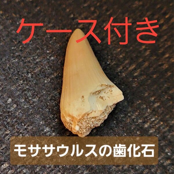 モササウルスの歯化石 化石標本 恐竜 歯 牙