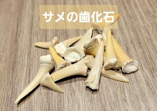 サメの歯化石