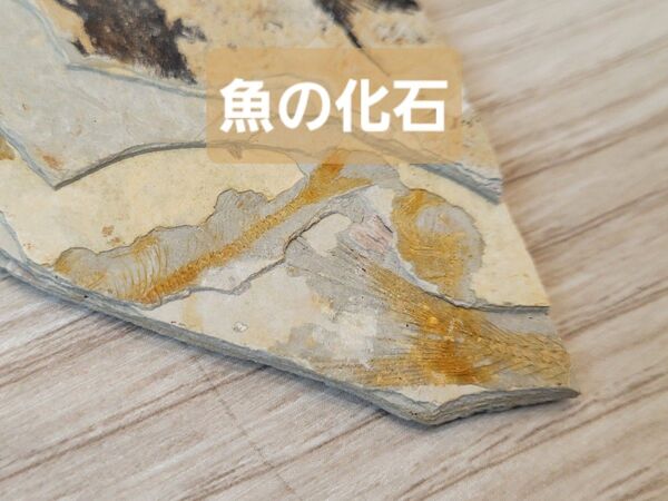 リコプテラの化石 標本 魚の化石