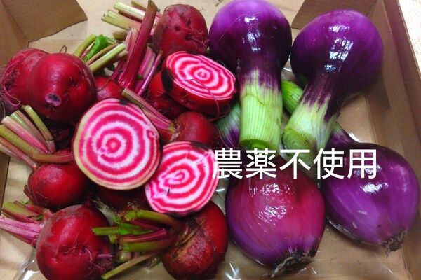 農薬不使用 野菜詰め合わせ 渦巻きビーツ 赤玉ねぎ 初姫赤そら豆 コンパクト