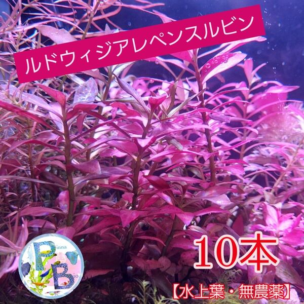 ルドウィジア レペンス ルビン 【水上葉・無農薬】10本 / 700円