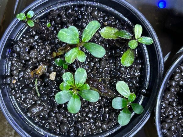 Bucephalandra sp. Variegata White variegata ブセファランドラ バリエガータ