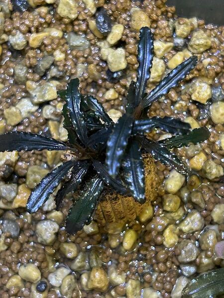 Bucephalandra ブセファランドラ Catherineae Mini