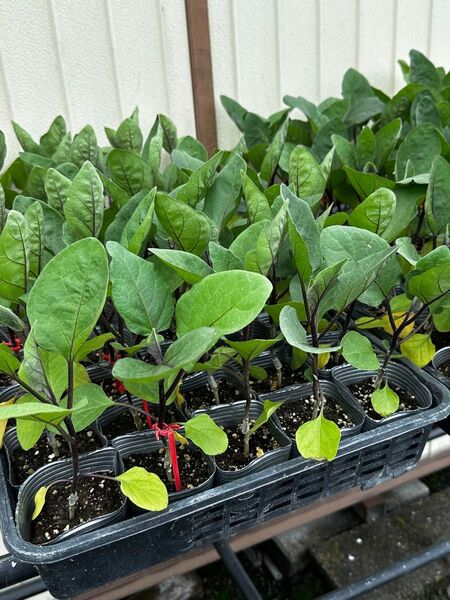接木 ナスの苗 9cmポット苗 みず茄 40本