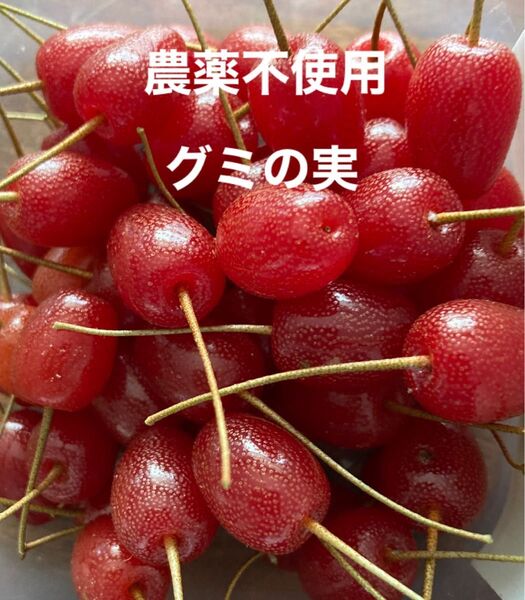 農薬不使用 完熟グミの実 100粒
