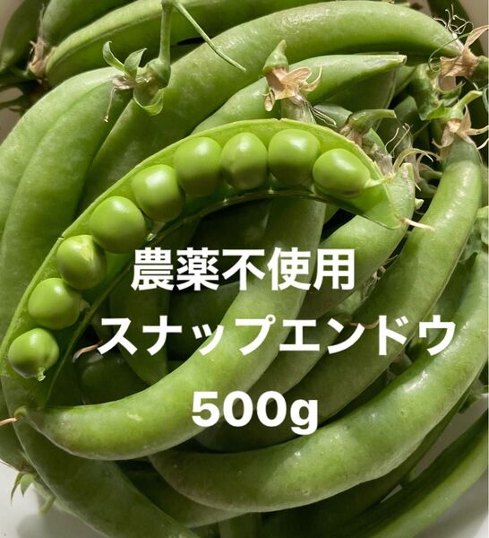 農薬不使用 太めのスナップエンドウ 正味500g