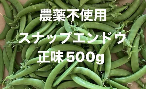 農薬不使用 スナップエンドウ正味500g