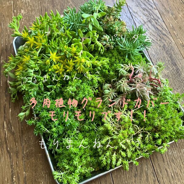 多肉植物グランドカバー
