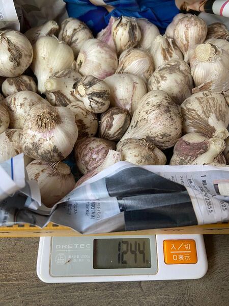 香川県産 生ニンニク 皮付き②