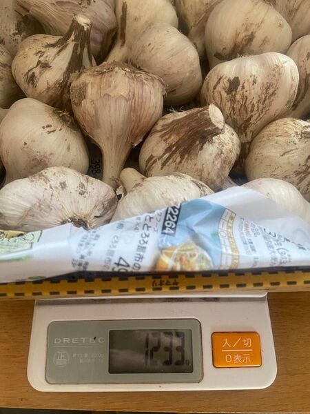 香川県産 生にんにく 皮付き大きめ⑤
