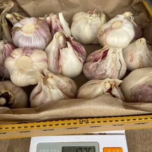 香川県産 生ニンニク 限定