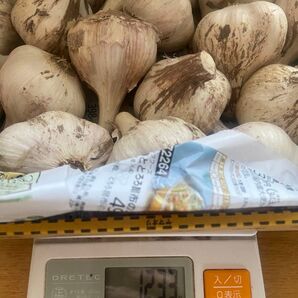 香川県産 生にんにく 皮付き大きめ⑦