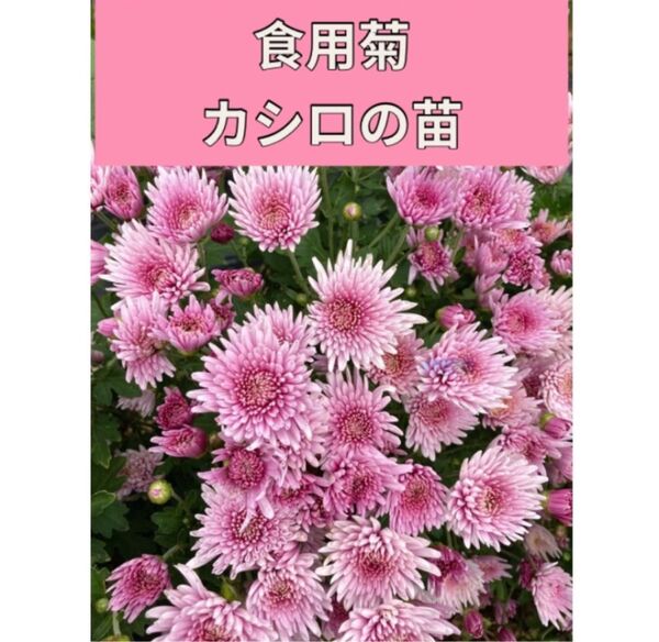 食用菊 カシロ 延命楽♪ 3本+おまけ2本