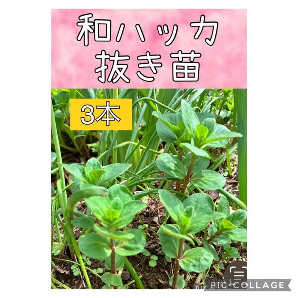 和ハッカ 抜き苗 3本