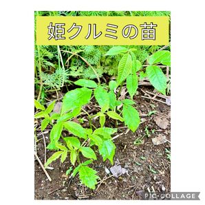 姫クルミの苗 2本