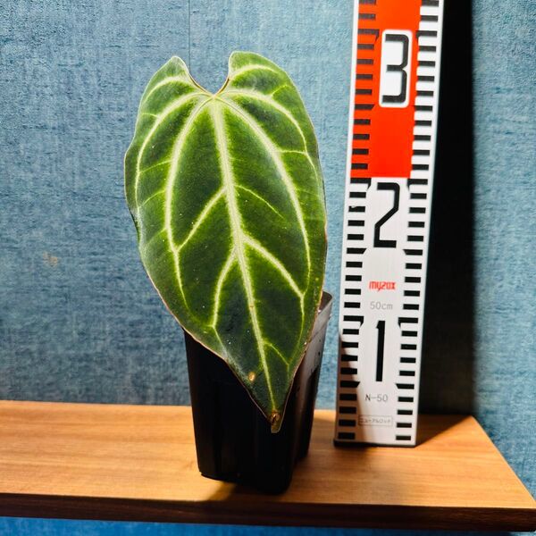 Anthurium besseae アンスリウム ベッセアエ